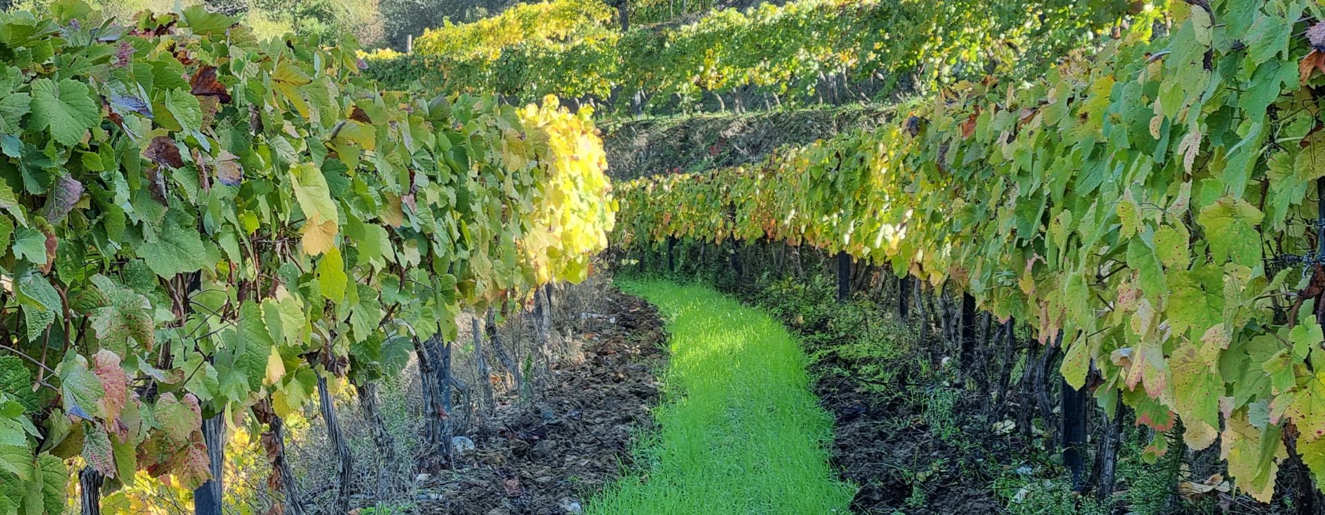 Quinta do Enxertado