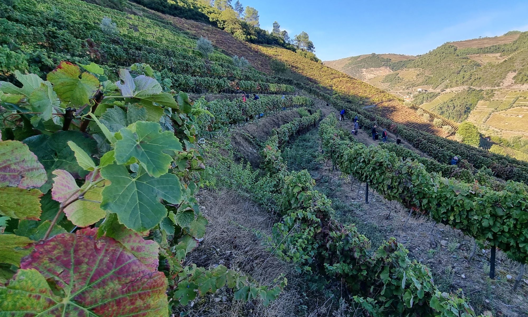 QuintadoEnxertadoDouro